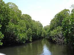 Godoria Mangrove à Djibouti