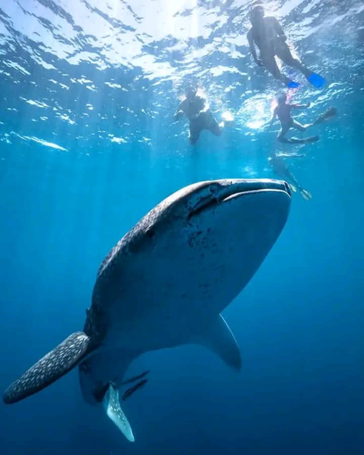 tata tour whales shark tour djibouti tour operator