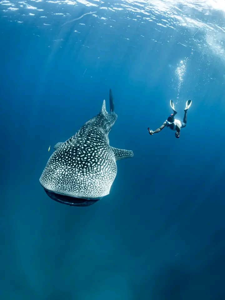 Djibouti Whale Shark Tour